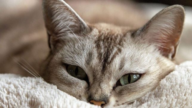 juegos, piedritas y convivencia: la plata tendra su primera charla sobre conducta felina