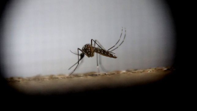 cientificas detectaron supermosquitos de dengue resistentes a insecticidas en la plata