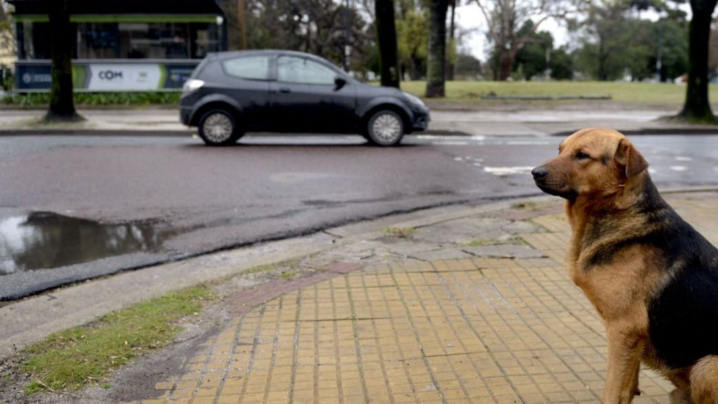 La emotiva historia de Alejandro, el vagabundo platense que rescata perros y los alimenta