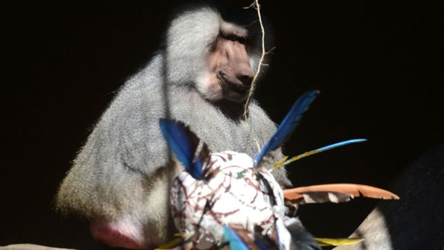 garro anuncio la reapertura del bioparque con un programa educativo para los chicos