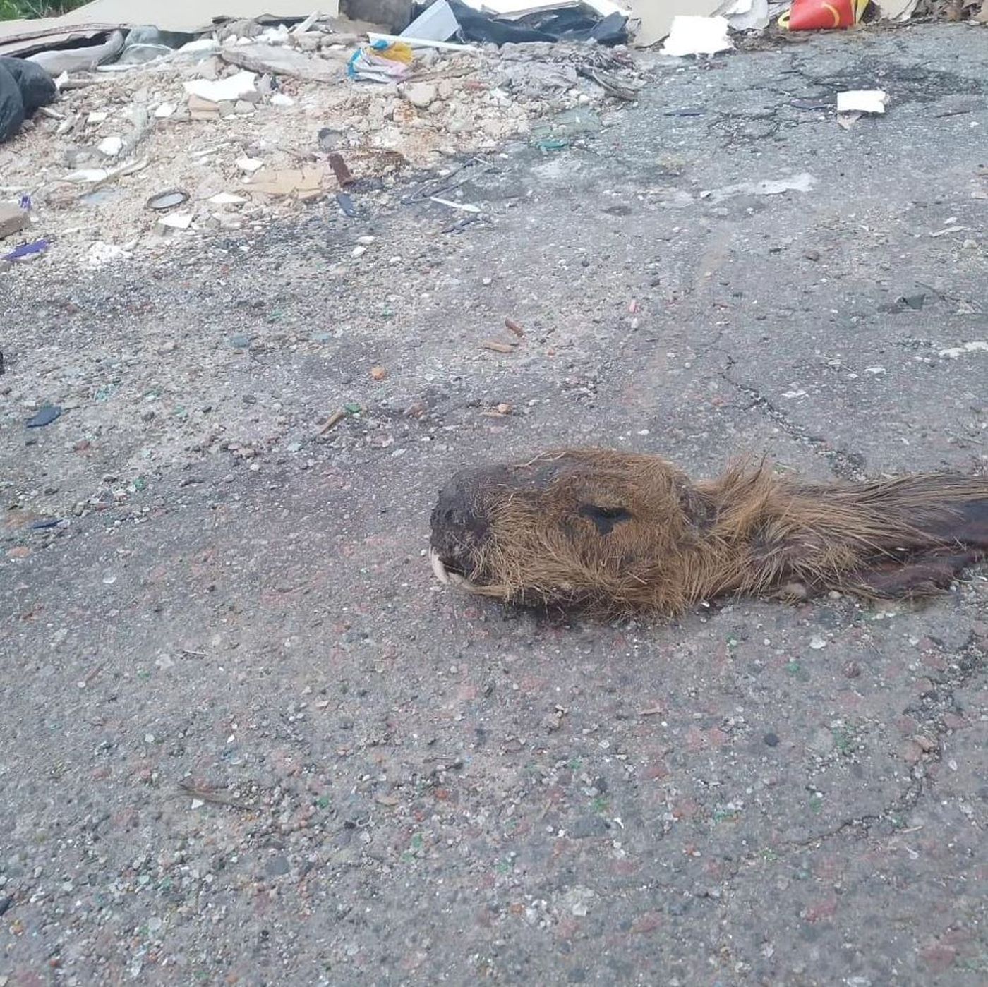 El carpincho decapitado fue hallado en el Parque Pereyra Iraola.
