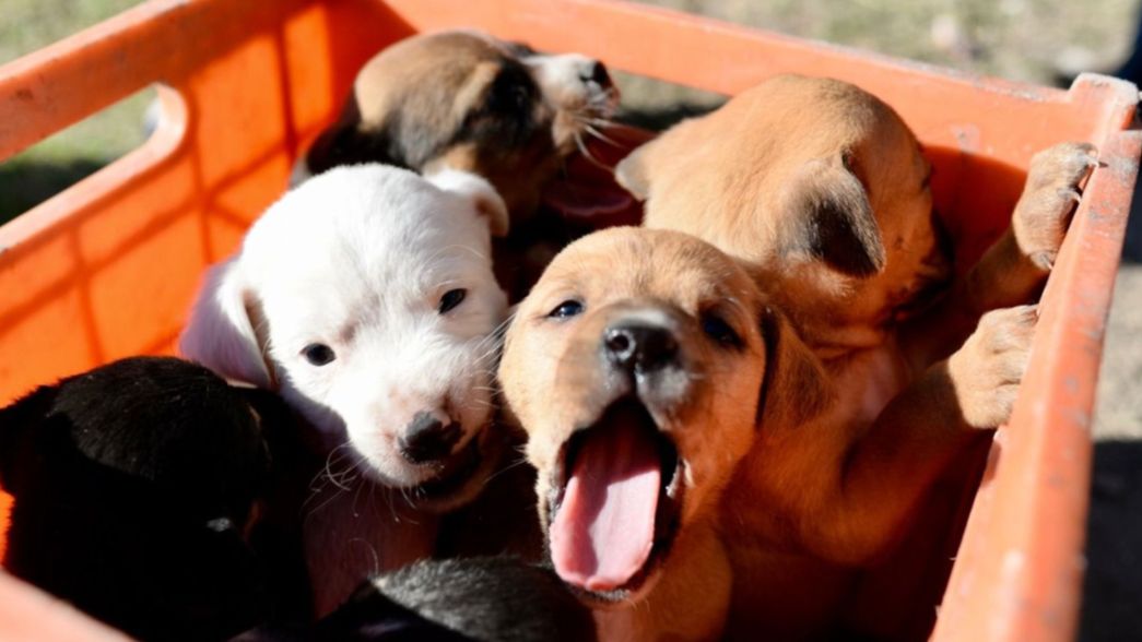 Alerta en City Bell por un envenenador de perros suelto: Eran parte de nuestra familia