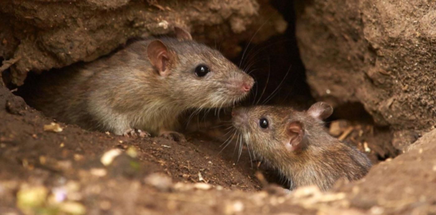 1547791814231.jpg?x=5&y=190&width=1130&height=565&rotate=0&scaleX=1&scaleY=1&ow=1140&oh=760&&cw=1920&ch=950