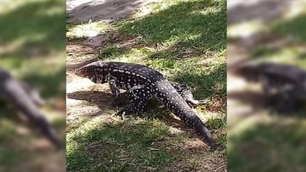 Tras el susto, la Municipalidad de Ensenada aclaró que el lagarto no suele ser agresivo