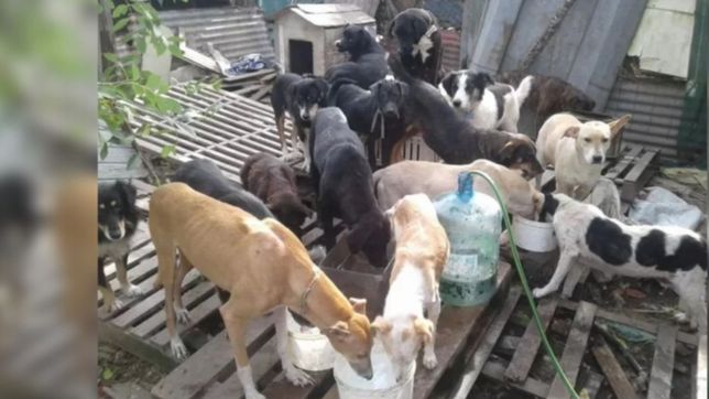 buscan ayuda para alimentar a mas de 30 perros adultos rescatados en la plata