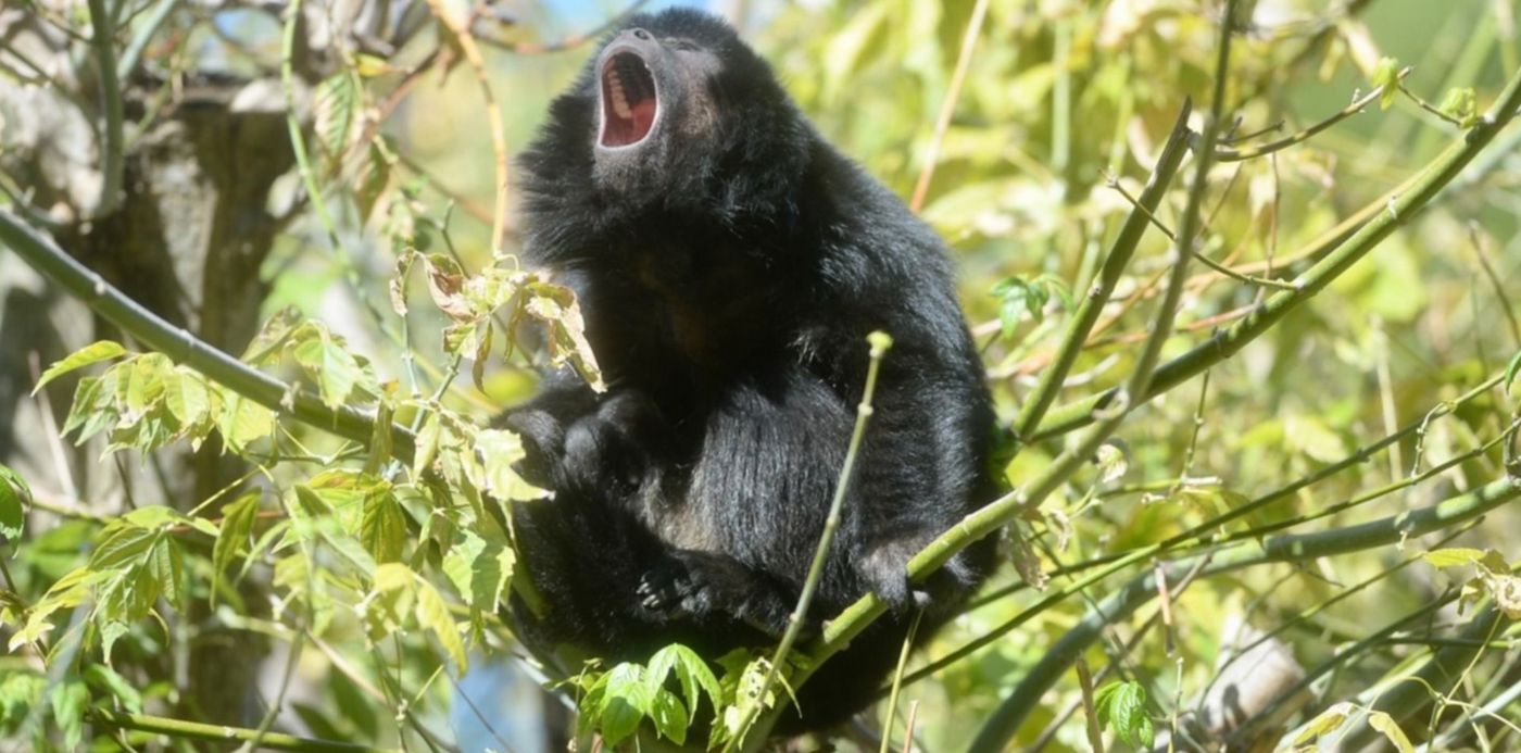 Reapertura del Bioparque