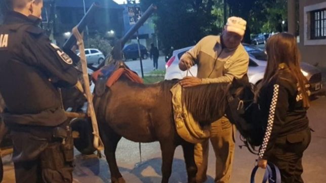 rescataron a capri y ya son 140 los caballos recuperados por proteccion animal