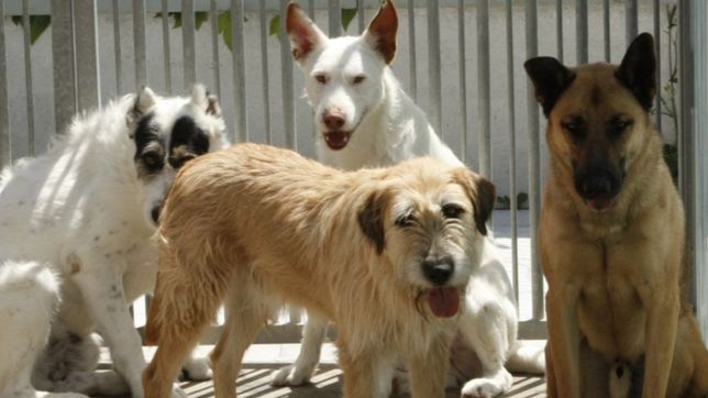 un jubilado fue detenido en la plata por matar a un perro de una punalada