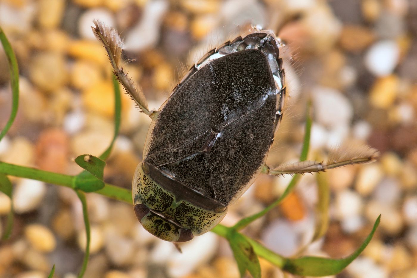 La aparición masiva de chinches de agua genera preocupación entre vecinos de distintos barrios de La Plata