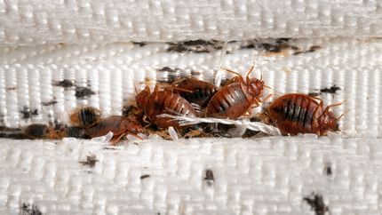 Un científico del Conicet La Plata participó en el desarrollo de un medicamento para combatir chinches de cama