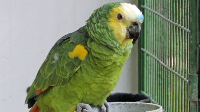 se llevaron el loro que su mama tenia como mascota en berisso y no puede recuperarlo