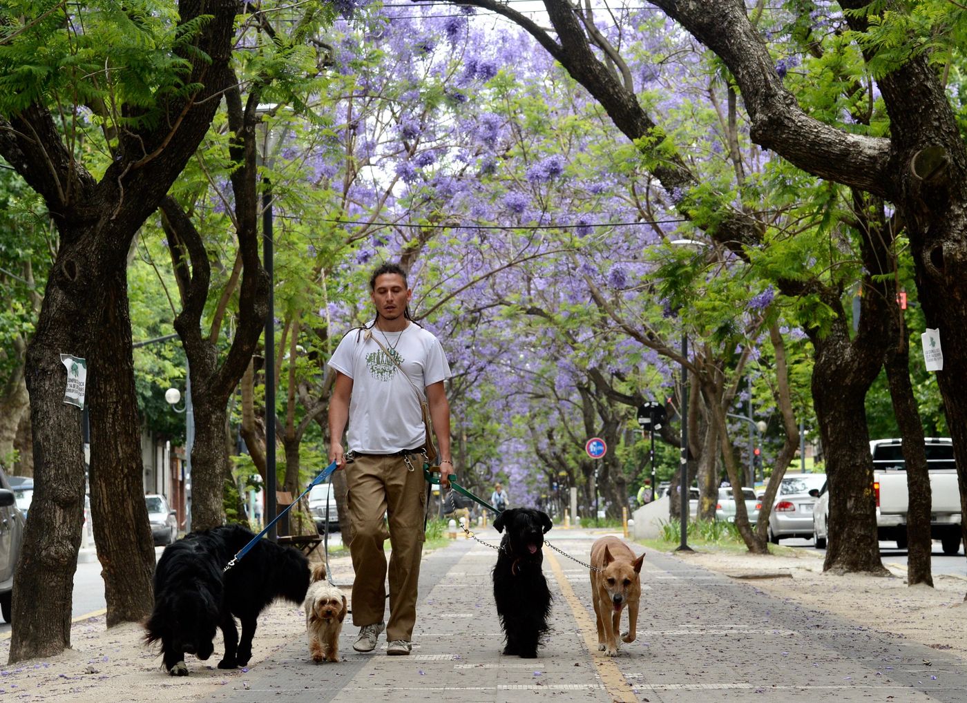La invasión de mosquitos también afecta a los perros y gatos