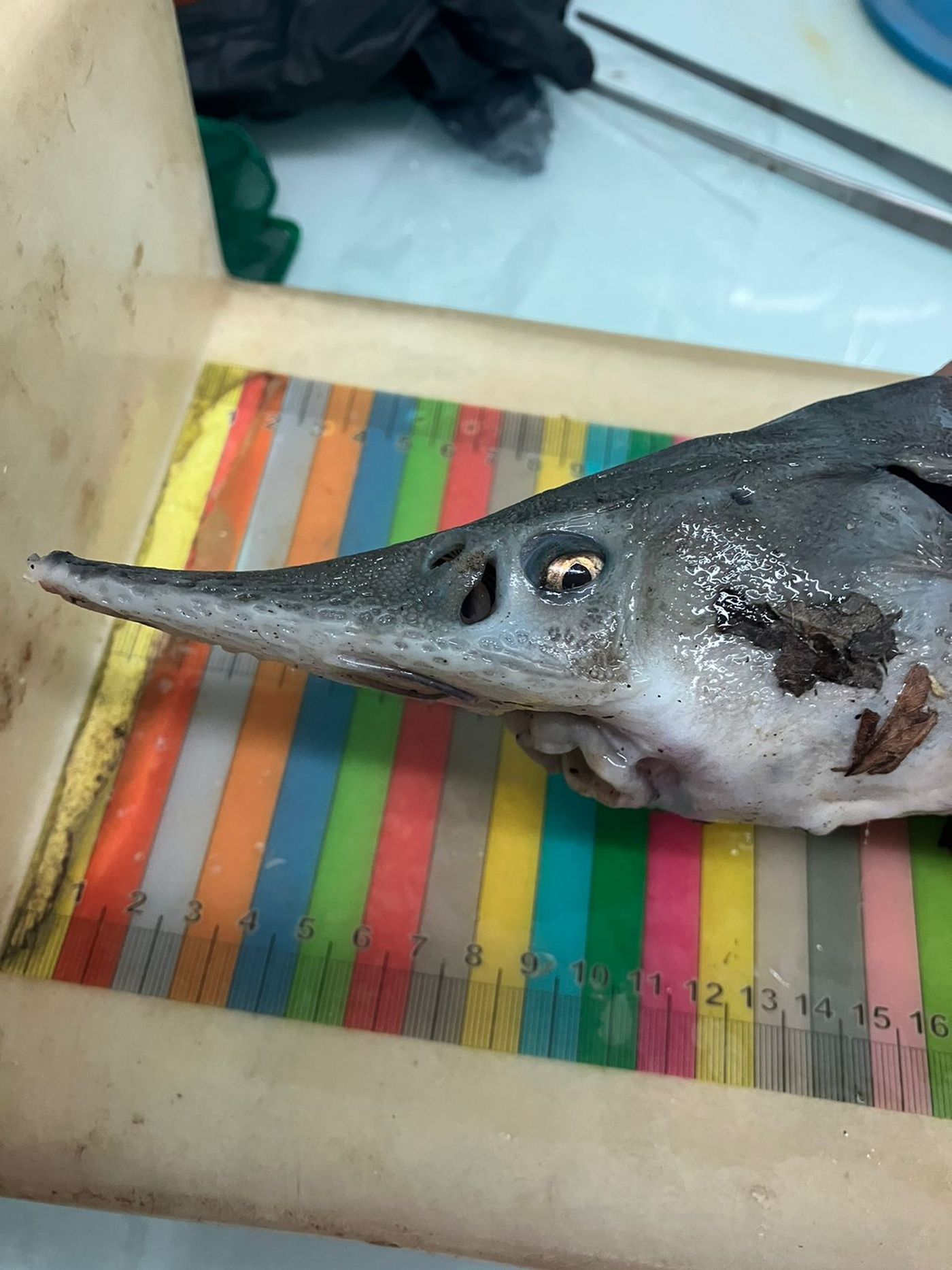 El esturión es un pez intermedio entre un cartilaginoso, como lo es un tiburón, y uno óseo, como es una boga. El esturión es un pez intermedio entre un cartilaginoso, como lo es un tiburón, y uno óseo, como es una boga.