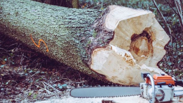 despues de los platenses, aparecieron dos hombres con una motosierra en el parque pereyra