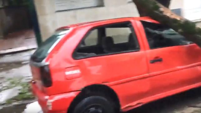 video: un arbol cayo sobre un auto y lo destrozo