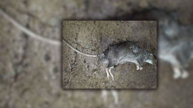 un barrio de la region denuncia una invasion de ratas y exige soluciones a las autoridades