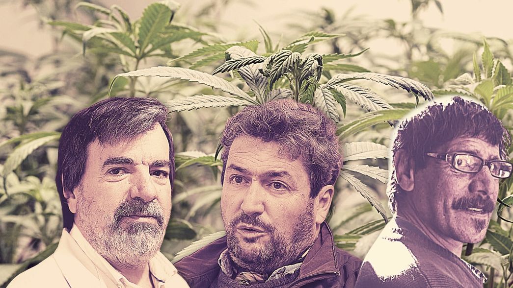 Cannabis en La Plata: una historia de resistencia, política y ciencia