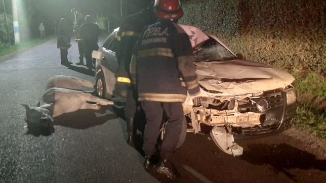 un caballo murio tras ser atropellado por un auto en la plata y un nene termino internado