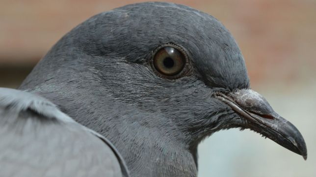 vuelven las clases al normal 1 despues de limpiar la caca de las palomas invasoras