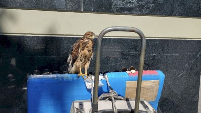 un aguilucho se poso en un puesto ambulante y mantuvo en vilo al centro platense