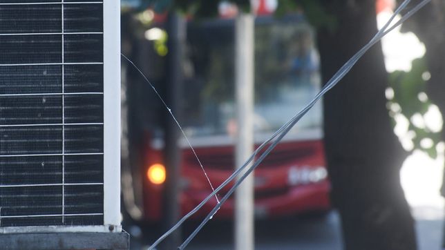 despues de la lluvia, la plata fue invadida por babas del diablo