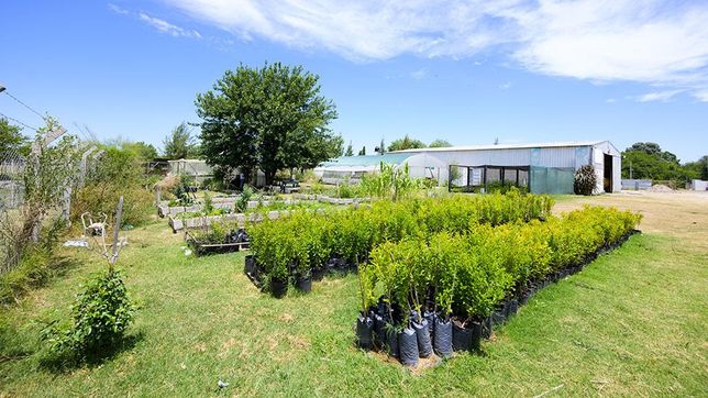 el vivero forestal con mas de 20.000 arboles nativos que se puede descubrir a menos de una hora de la plata