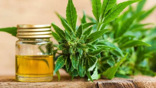 cannabis medicinal: en el gobierno remarcan que se hacen cargo de lo que pide la sociedad
