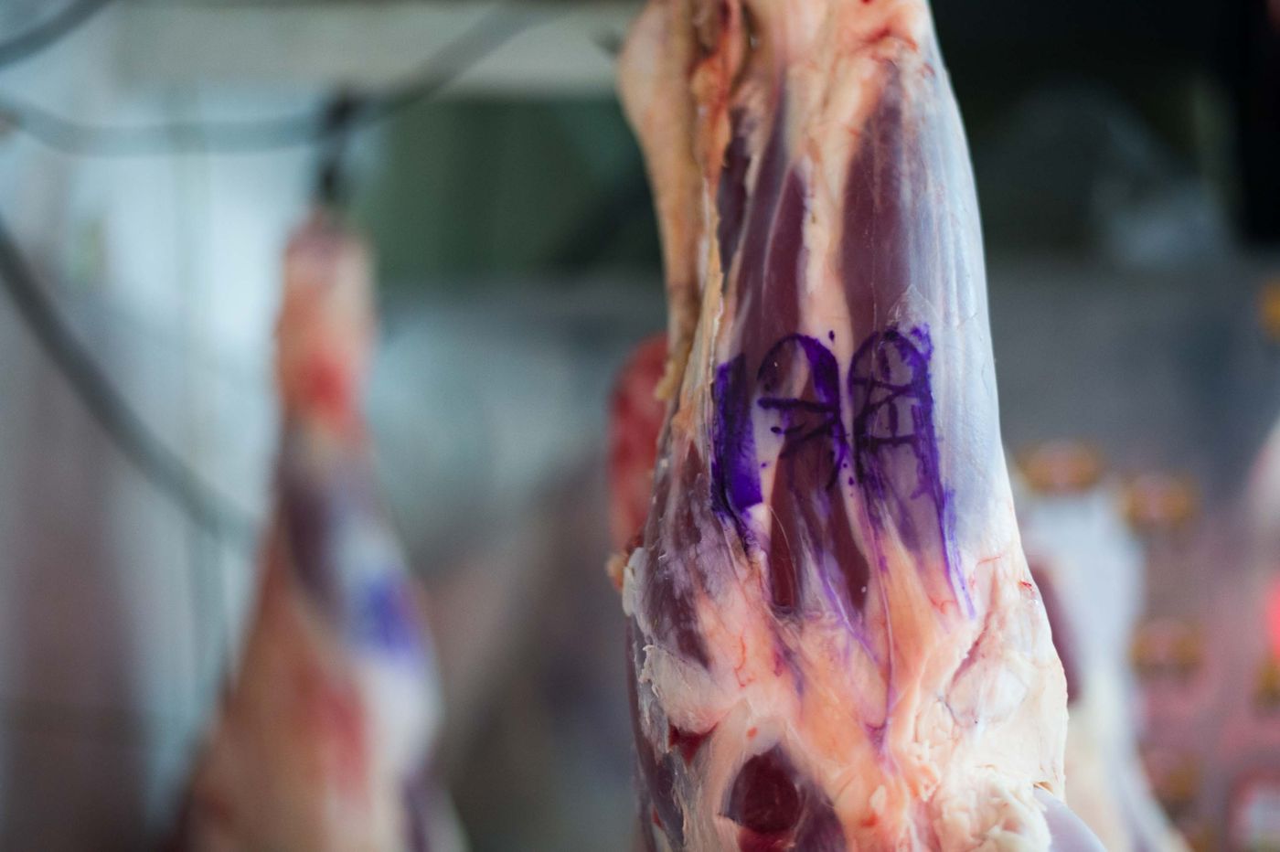 Carne frigorífico (6).jpg