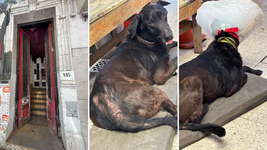 rescataron un perro abandonado en una casa que pertenece al ministerio de salud rescataron un perro abandonado en una casa que pertenece al ministerio de salud