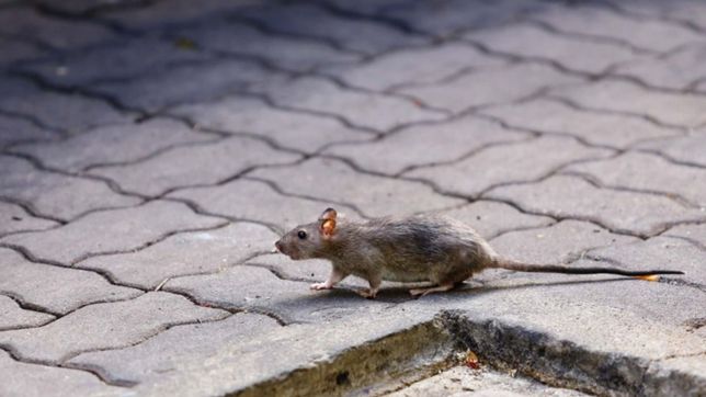 preocupacion por una extrana hepatitis transmitida por ratas en hong kong