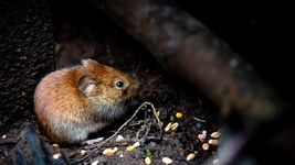 cientificos alertan que el gran la plata reune condiciones ideales para el avance del hantavirus cientificos alertan que el gran la plata reune condiciones ideales para el avance del hantavirus