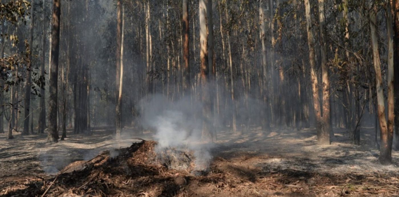 Incendio Parque Pereyra