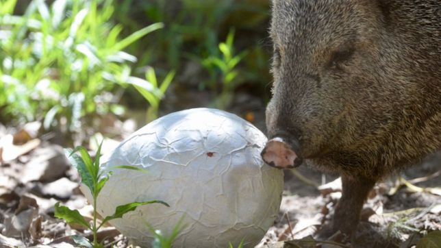 uno por uno, ¿donde estan los animales que fueron trasladados del bioparque de la plata?