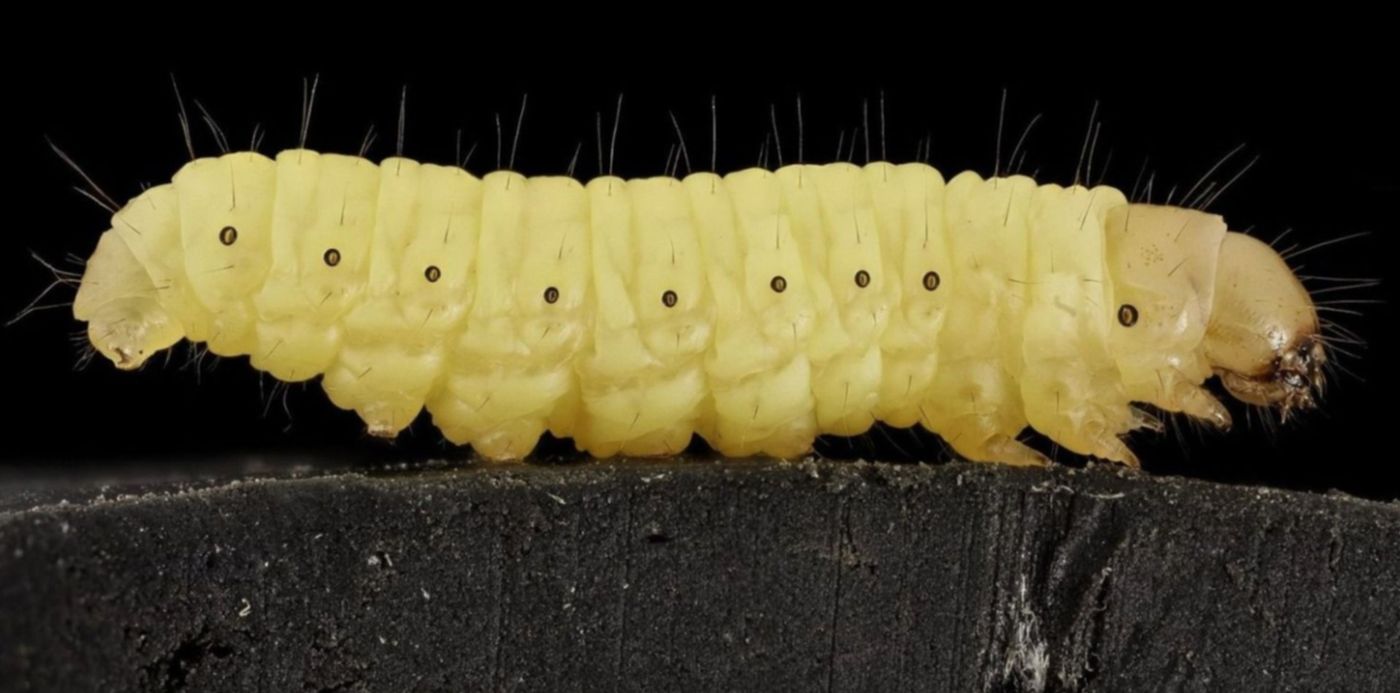 1582285075709.jpg?width=1492&height=746&rotate=0&scaleX=1&scaleY=1&ow=1500&oh=843&x=4&y=97&&cw=1920&ch=950