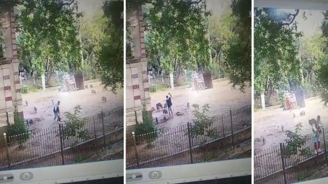 video: asi fue el piedrazo que le dieron al pecari para robarlo del bioparque de la plata