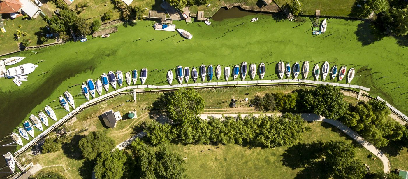 cianobacterias Punta Lara Club Nautico regatas.jpg