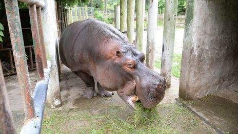 La cirugía por la que Hipólito, el hipopótamo del ex Zoológico de La Plata, se convirtió en un caso único La cirugía por la que Hipólito, el hipopótamo del ex Zoológico de La Plata, se convirtió en un caso único
