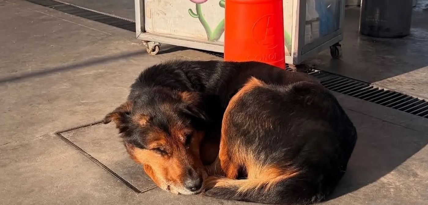 Uno de los perritos que espera ser rescatado en la Axion de la Autopista La Plata-Buenos Aires