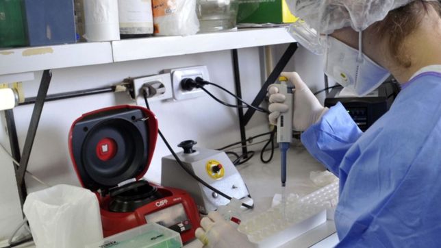 avanza la vacuna contra el coronavirus desarrollada en universidades argentinas