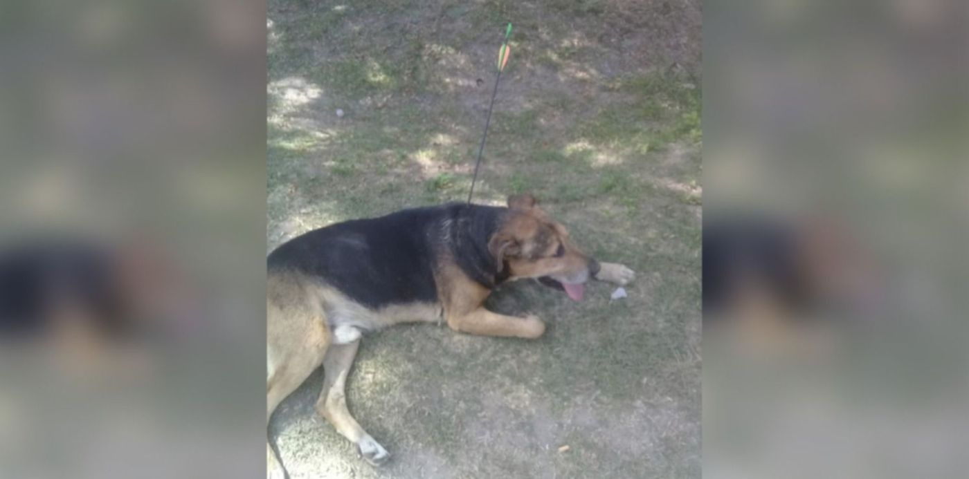 PORTADA -perro herido con flecha