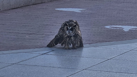 ¿Qué se sabe de la lechuza encontrada en Plaza San Martín y que mantuvo en vilo a los vecinos? ¿Qué se sabe de la lechuza encontrada en Plaza San Martín y que mantuvo en vilo a los vecinos?