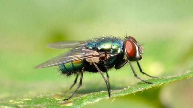 invadidos por las moscas, en sicardi y correas protestaran esta tarde con un festival