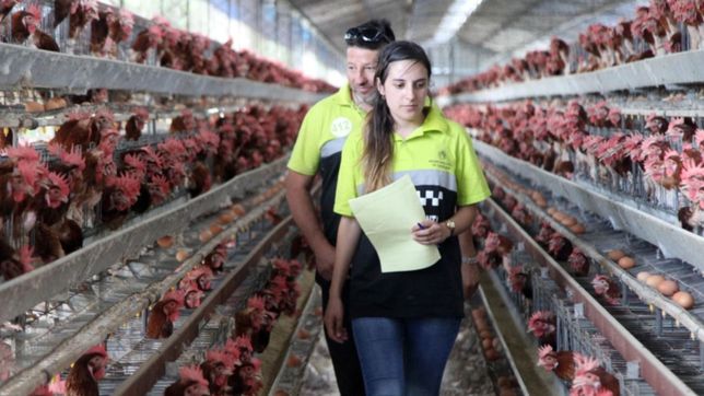 clausuraron una granja avicola que habia llenado de moscas a villa elisa