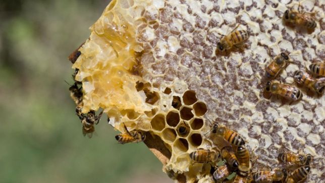 cientificas buscan incorporar el propoleo a alimentos eliminando su sabor amargo