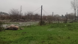 confirman como fue la muerte de un jinete y su caballo en la plata
