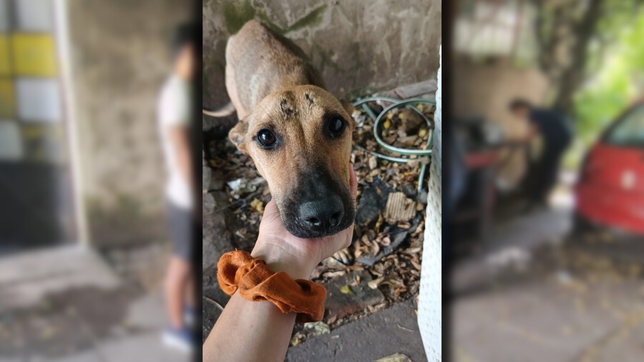 rescataron a una perra lastimada y desnutrida y a dos gatos heridos en la plata
