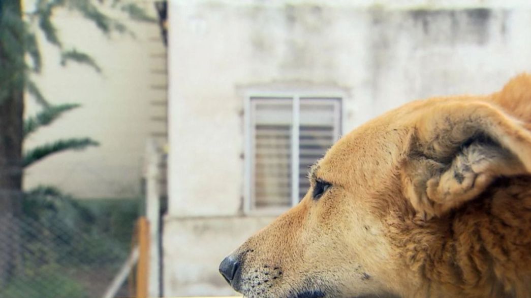 Alivio para la mujer de Los Hornos denunciada por abusar sexualmente de su perro