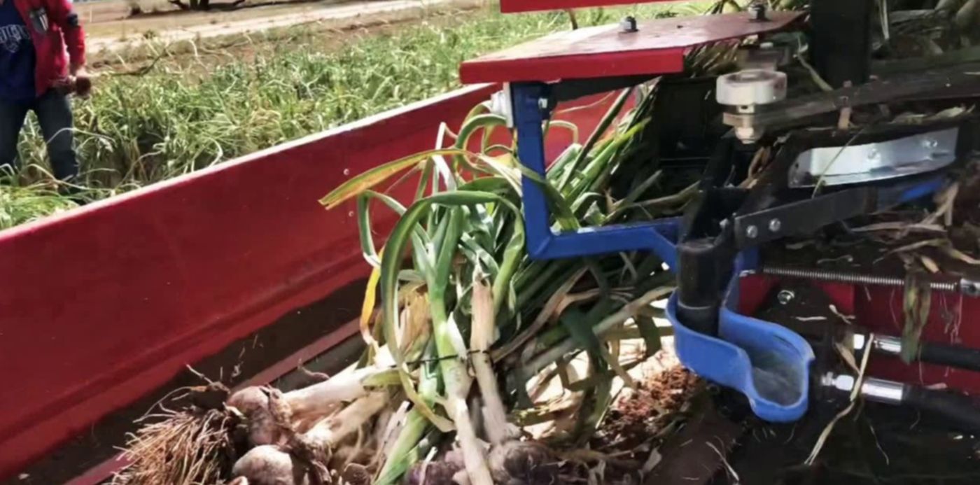 cosechadora de ajo