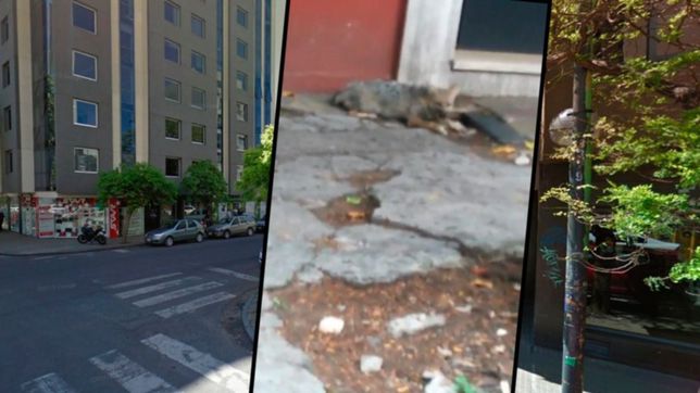 un zorro suelto en pleno centro sorprendio a la plata