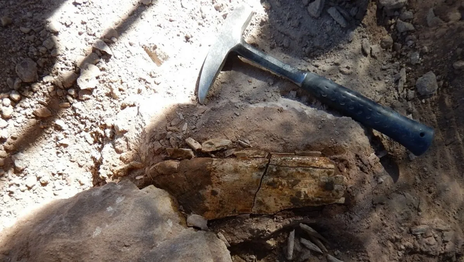 Un paleontólogo de la UNLP participó del hallazgo de restos fósiles de hace 75 millones de años